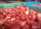 Firma DAWTONA nawiąże  stałą współpracę z producentami truskawek bez szypułki z przeznaczeniem na mrożenie, szybka...