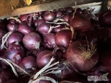 Sprzedam cebulę czerwoną fazorowana kaliber 4-6 /5-7   Worek 5 /10 kg  
