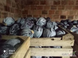 Sprzedam kapustę czerwoną 0,5- 3,5 kg. Z nalotem, bez oznak chorób. Opakowanie do uzgodnienia.