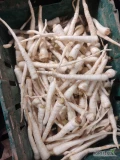 Sprzedam około 600-800 kg pietruszki drobnej mytej pod zamówienie 