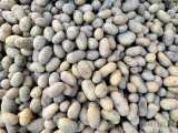 Sprzedam mniejsze lub większe ilości ziemniaków jadalnych, drobnych 35-55mm. Odmiana Queen Anna. Cena 2zł/kg. Dąbrowa Biskupia. Na...