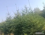 Świerki pospolite i srebrne, formowane kopane maszynowo z pełnym korzeniem. Gatunek 1, bardzo gęste. Wymiary od 130 do 190 cm. 35 zł...