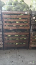 Sprzedam kapustę młodą marketowa 1-3 kg na wagę czyste główki 
