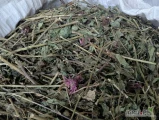 Sprzedam ziele oregano, ziele szałwii, ziele pszenicy, ziele melisy ziele jeżówki purpurowej .