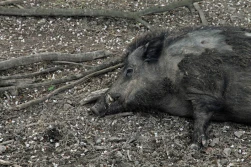 Padło u ciebie dzikie zwierzę? - to zapłacisz za utylizację