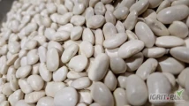 Kupię:  fasola  Jaś karłowy, ilość ziaren do 100 szt na 100 gram, zapraszam rolników . 
