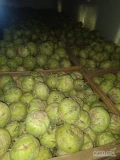 Sprzedam kalarepę kossak kaliber 1-4kg. Cena oraz opakowanie do uzgodnienia 