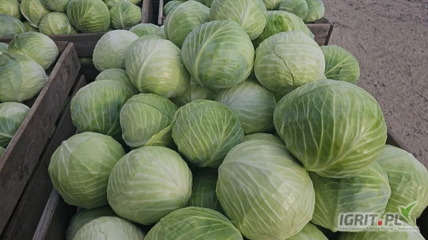 /images/posts/2024/10/1927772/BvyGduNhEgQ37G3vjidIwD0PEyUWyKVHJzag3167.jpeg