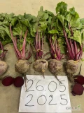 Burak czerwony, bezpośrednio od producenta w Macedonii przy całosamochodowym zamówieniu. Jakość bez zarzutu! Burak z Macedonii jest...