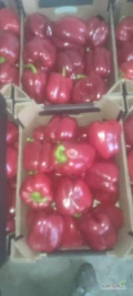 Producent nawiąże współpracę z odbiorcą papryki czerwonej w klasie 1 premium oraz klasie 2 
