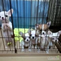 Nasze malutkie szczeniaczki rasy Chihuahua to prawdziwe skarby – pełne energii, uroku i miłości do człowieka. Od pierwszych dni...