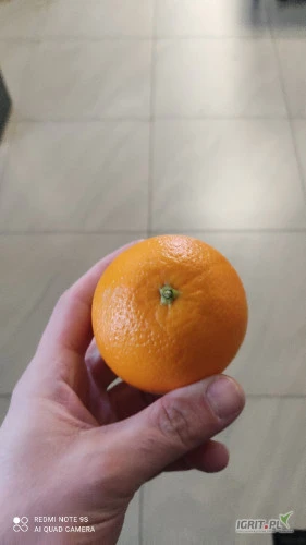 /images/posts/2025/01/1968128/6QDE8oR8iRLeqrEokxTM9QNlPyZs1D4a4jFM8Hks.jpeg