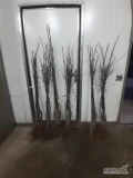 SPRZEDAM DRZEWKA DARK IDOL M9,M26,PRINS M9,GALA S.S M9, GOLDEN P.R M9, GOLDEN M9, MUN M9,KONFERENCJA PIGWA S1 