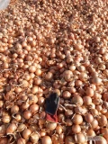 Sprzedam cebulę odmiana Hytune, piękna łuska, zapraszam pod nr 6 9 6 6 6 0 0 9 6 