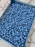 Sprzedam borówkę zbiór koło 2 ton , codzienny zbiór 