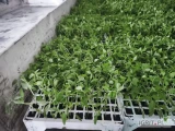 Witam sprzedam rozsadę pomidora vaquero z firmy mularski, zostało mi 11550 szt cena 30gr