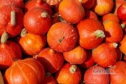 Witam chętnie kupię ekologiczną dynię hokkaido w dużych ilościach. Rozmiar minimum 700 gramów. Proszę o kontakt +436606447973 