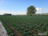 Sprzedam kapuste biała młodą Polska na sztuki i na wagę - dostępne ilości paletowe oraz samochodowe.Opakowanie do uzgodnienia.