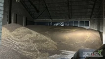 Sprzedam 1000ton polskiej gryki ekologicznej z certyfikatem, z własnego gospodarstwa. 