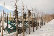 Ośmioro pracowników gotowych natychmiast podjąć pracę przy cięciu sadu, sortowni, przetwórstwie itp.