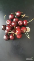 Kupię czereśnie + 24mm  ciemna twardą opakowanie do uzgodnienia 
