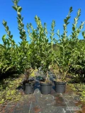### Profesjonalne Zakładanie Plantacji Borówki – Kompleksowe Usługi

