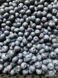 Sprzedam borówkę ok 800 kg w atrakcyjnej cenie 12 zl