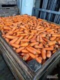 Marchew handlowa pakowana w worki, import, ilości tirowe