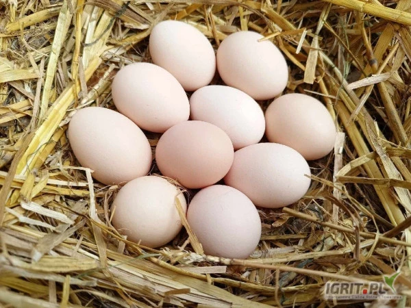 /images/posts/2024/12/1954459/czq1amN4BPYGDAN7CeoxLhqJI6TPL7ypVoxxQMkM.jpeg