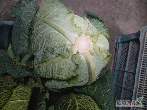 /images/posts/2024/12/1950493/PM9q5sjtjcpY4xCvpAqsC4q2KZMSWDi67JwC7BVT.jpeg