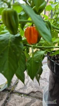 Paryki carolina reaper sprzedam 