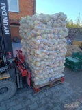 Sprzedam seler korzeń na brudno lub myty kaliber 300 g do 1100 g . 