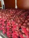 Sprzedam 1,5t młodego buraka czerwonego odmiana Wodan . Buraka obcinamy ręcznie pakowany w worki 10kg więcej info pod numerem tel...