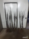 SPRZEDAM DRZEWKA DARK IDOL M9,M26,PRINS M9,GALA S.S M9, GOLDEN P.R M9, GOLDEN M9, MUN M9,KONFERENCJA PIGWA S1 