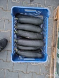 Witam sprzedam cukinie klasy 2 ilość 5 ton +-. Kalber jedna sztuka 1-1,5 kg. Więcej info 693-312-080. 