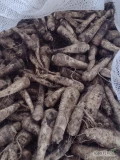 Witam sprzedam pietruszkę w kalibrze handlowym na brudno. Towar spakowany w big bag około 1000 kg ręcznie sortowany.
