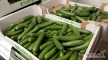 Sprzedam Ogórek szklarniowy 12-15 cm 3,5zl kg ładny twardy  małe i duże ilości więcej informacji pod nr tel 727694440