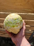 Sprzedam seler na brudno, kaliber 0.4-1.0kg, około 15 ton