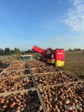 Sprzedam ziemniaki czerwone Red Sonia 
