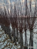 Sprzedam dwuletnie sadzonki agrestu Hinnonmaki Rot oraz Invicta.Posiadam również podkładkę śliwa ałycza Prunus ceracifera oraz...