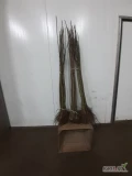 SPRZEDAM PODKLADKE M9 ORAZ COLT DO SZCZEPIENIA.POSIADAM ROWNIEZ ALYCZE 