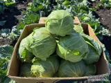 Kapusta mloda 800-1.500 kg 
