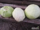 Sprzedam kapustę na przemysł dziurawa w głąbie. Ilość około 2 ton. 