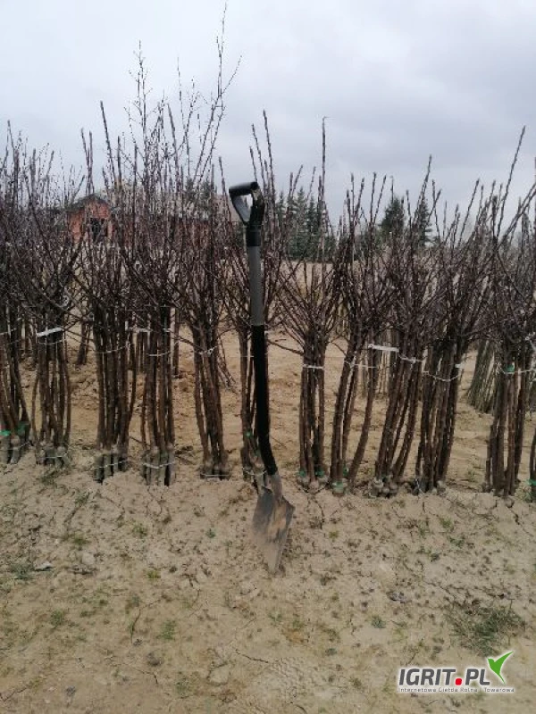 /images/posts/2021/03/1320318/gj6u6WW1WfZK4US180SYtBDxIMkCJi5BM1EkkQAs.jpeg