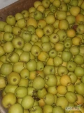 Sprzedam 9 skrzyń goldena z lekką czekoladą 