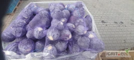Sprzedam kapustę czerwona towar piękny z nalotem kal. 1-3kg  jakość marketowa. Ilości paletowe 
