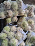 Sprzedam seler korzeniowy od 0,4kg do 1,5kg