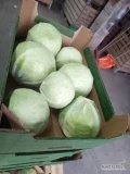Sprzedam kapustę białą kaliber 1-3 kg . Duże ilości  i  