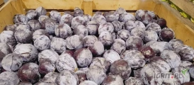 Sprzedam kapustę czerwoną 0,8-3 kg. Opakowanie boxkarton. Dostępne 10t.