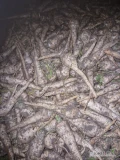 Sprzedam końcówę pietruszki około 800 kg cena promocyjna. 